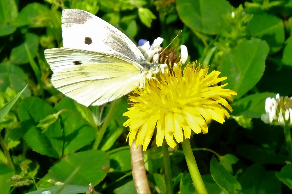 ギンラン、セリの花他_b0236251_15520111.jpg