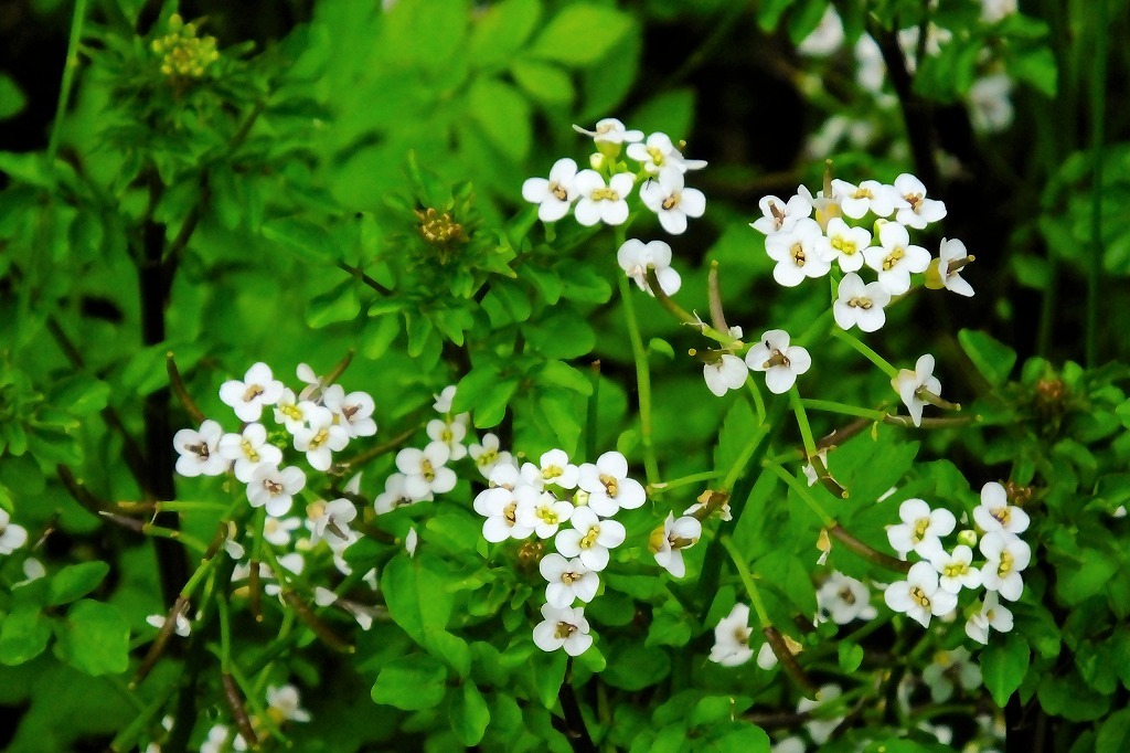 ギンラン、セリの花他_b0236251_15572523.jpg