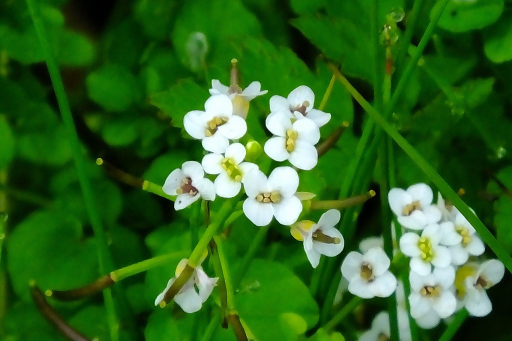 ギンラン、セリの花他_b0236251_15573376.jpg