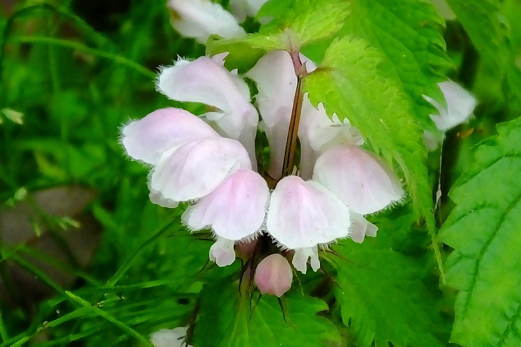 ギンラン、セリの花他_b0236251_15573856.jpg