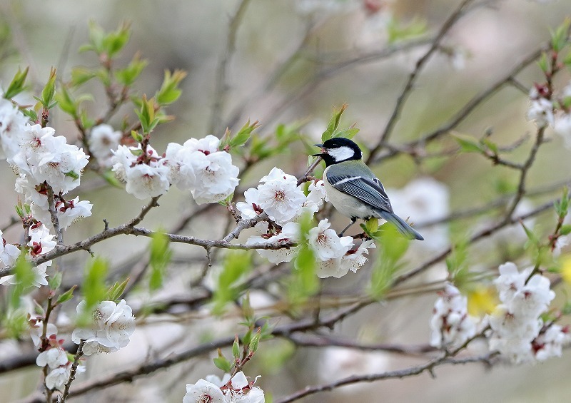 シジュウカラ・ヒガラ_c0070654_14194145.jpg