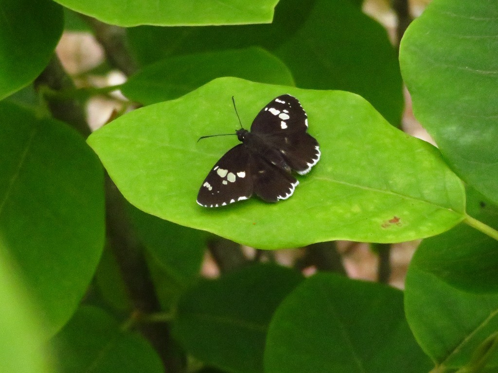a0018655_08432350.jpg