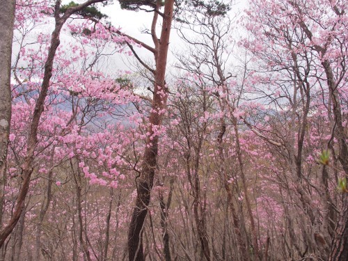 足尾の中倉山＆アカヤシオ満開の備前楯山　　2019.５.６（月）_b0335256_22510014.jpg