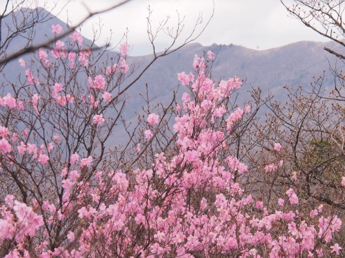 足尾の中倉山＆アカヤシオ満開の備前楯山　　2019.５.６（月）_b0335256_22522620.jpg