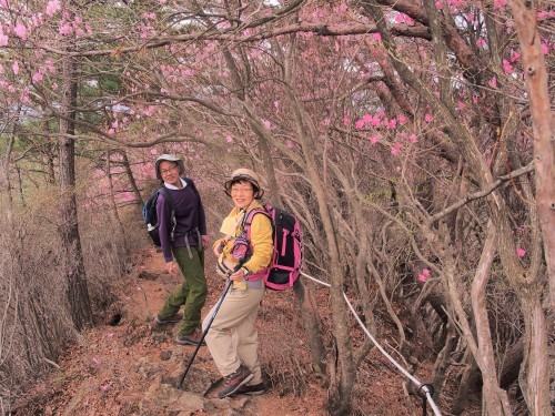 足尾の中倉山＆アカヤシオ満開の備前楯山　　2019.５.６（月）_b0335256_22585480.jpg