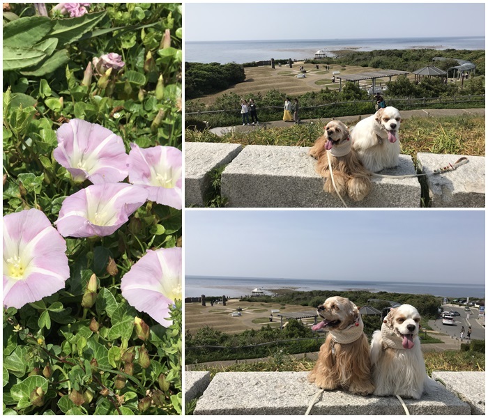 山口角島＆ルルちゃん１_d0111558_21521142.jpg