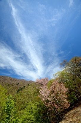 新緑の尾根を歩く　　明神岳～千石山_c0303868_09542580.jpg