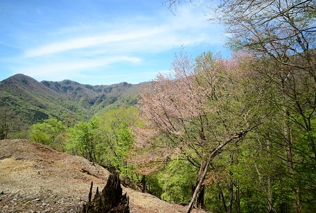 新緑の尾根を歩く　　明神岳～千石山_c0303868_15263700.jpg