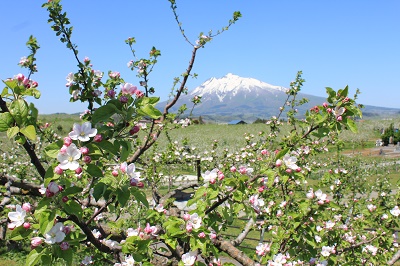 弘前りんご花まつり 19 05 10 弘前感交劇場