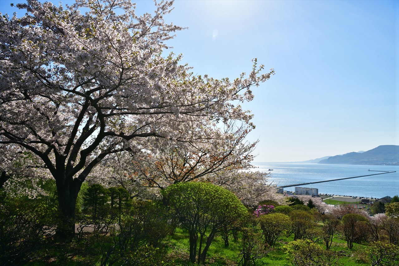 おたる桜巡り2019.....手宮公園2_d0105582_22500357.jpg