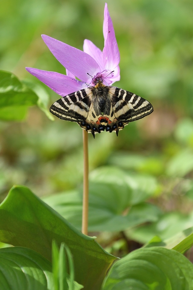 北の大地のヒメギフチョウ（吸蜜:2019/5/3-6） : 小畔川日記