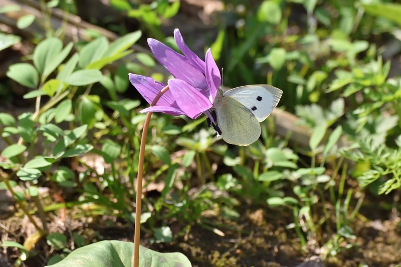 北の大地のヒメギフチョウ（吸蜜:2019/5/3-6） : 小畔川日記