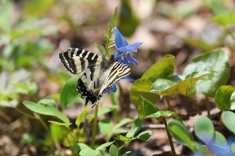 北の大地のヒメギフチョウ（吸蜜:2019/5/3-6） : 小畔川日記