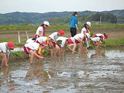 田植え体験(緑ヶ丘小・北郷小) _d0247484_14512628.jpg