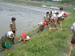 田植え体験(緑ヶ丘小・北郷小) _d0247484_15142812.jpg