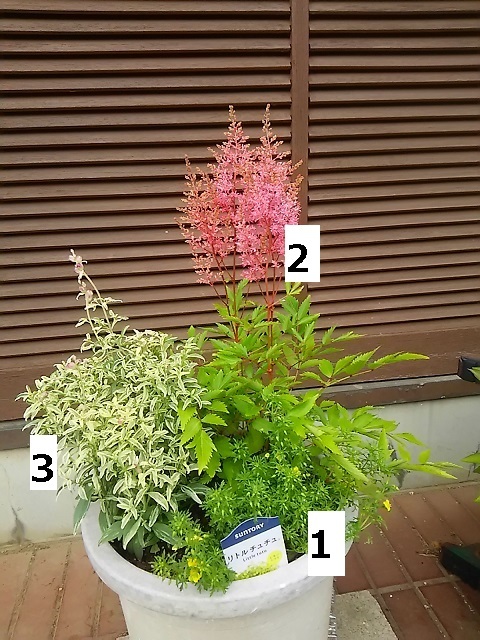 平成から令和またぎの寄せ植え その1 リトルチュチュ メイン 健気に育つ植物たち 平成から令和またぎの寄せ植え その1 リトルチュチュ メイン 健気に育つ植物たち