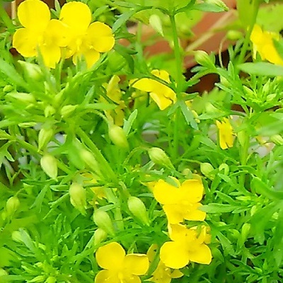 平成から令和またぎの寄せ植え その１ リトルチュチュ メイン 健気に育つ植物たち