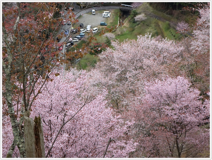 あれから１か月、備忘録としてもう一度。。。吉野の千本桜と又兵衛桜を見るバスツアー_b0175688_00554631.jpg