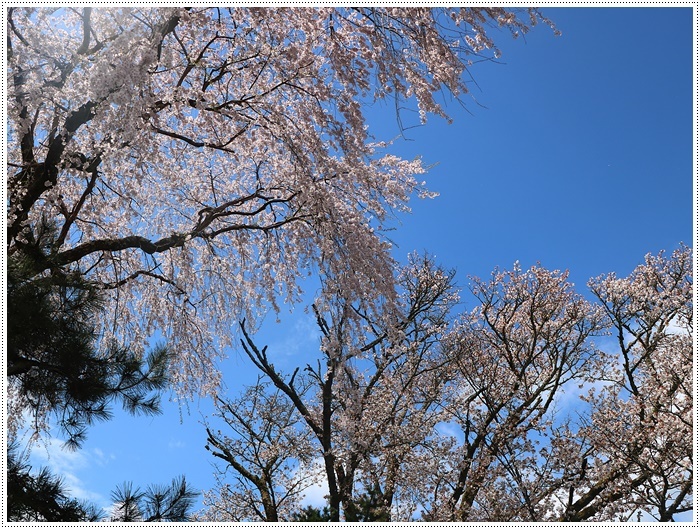 あれから１か月、備忘録としてもう一度。。。吉野の千本桜と又兵衛桜を見るバスツアー_b0175688_00560100.jpg