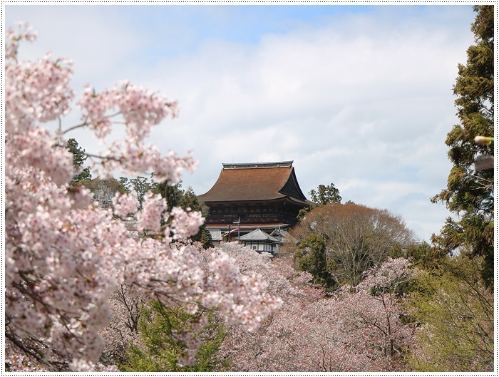 あれから１か月、備忘録としてもう一度。。。吉野の千本桜と又兵衛桜を見るバスツアー_b0175688_00560505.jpg