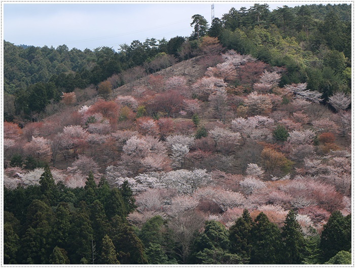 あれから１か月、備忘録としてもう一度。。。吉野の千本桜と又兵衛桜を見るバスツアー_b0175688_00560929.jpg