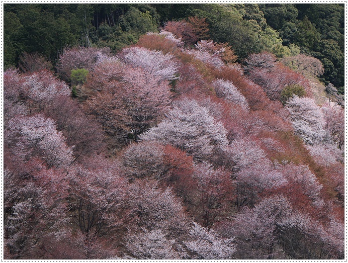 あれから１か月、備忘録としてもう一度。。。吉野の千本桜と又兵衛桜を見るバスツアー_b0175688_00561323.jpg