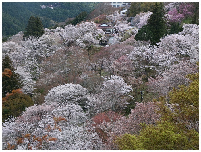 あれから１か月、備忘録としてもう一度。。。吉野の千本桜と又兵衛桜を見るバスツアー_b0175688_01021880.jpg