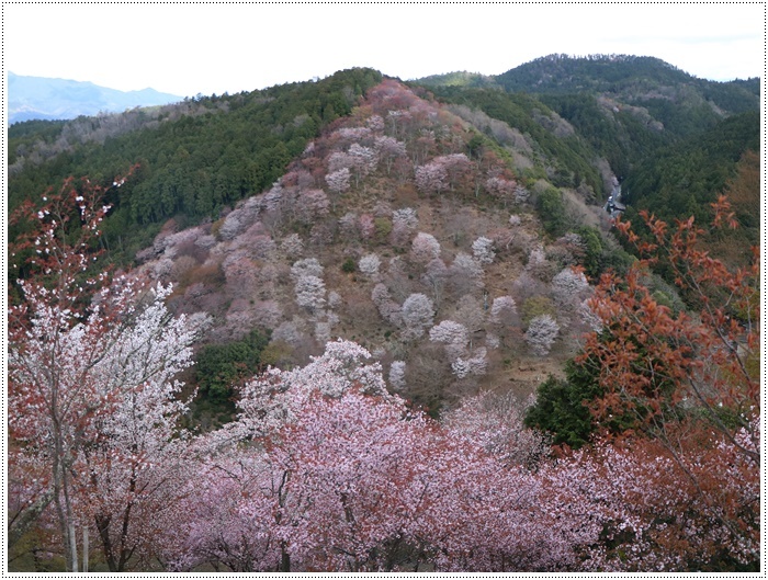 あれから１か月、備忘録としてもう一度。。。吉野の千本桜と又兵衛桜を見るバスツアー_b0175688_01022795.jpg