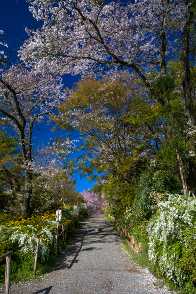 原谷苑_e0051888_05071382.jpg