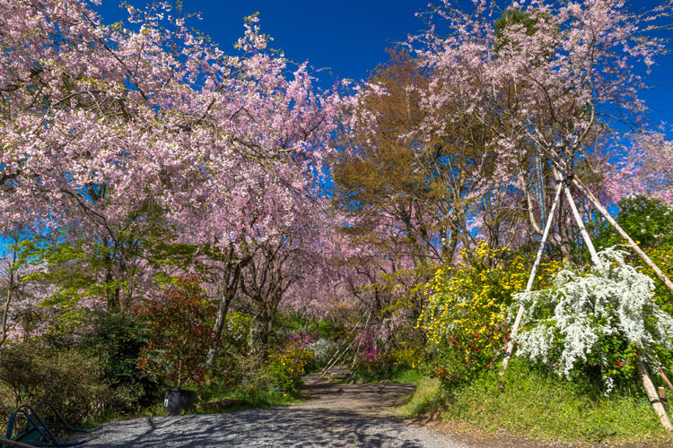 原谷苑_e0051888_05081328.jpg