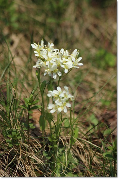 北邦野草園（’１９・５・４）_f0146493_23060808.jpg