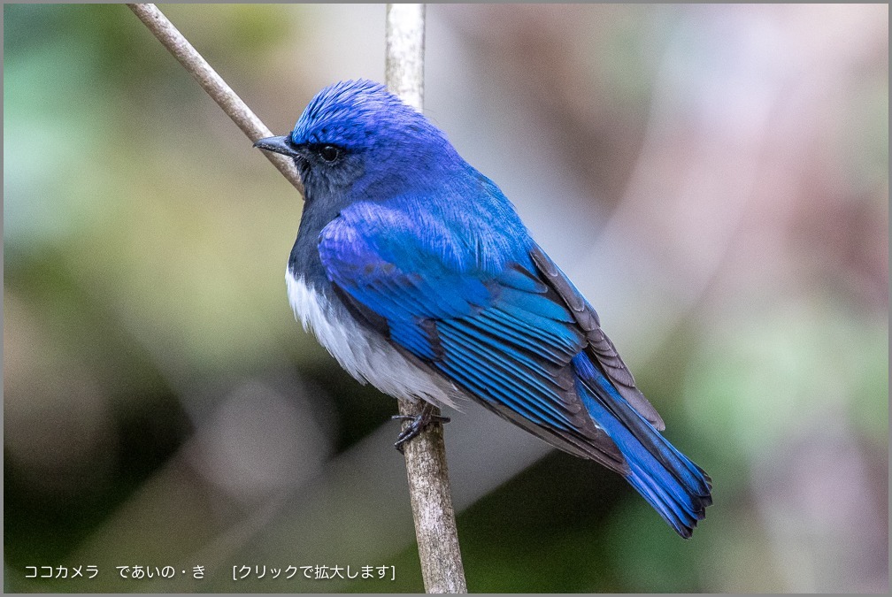 写真日記・オオルリの青(1)・2019.5.7&8(1/10回)_c0336400_18204464.jpg