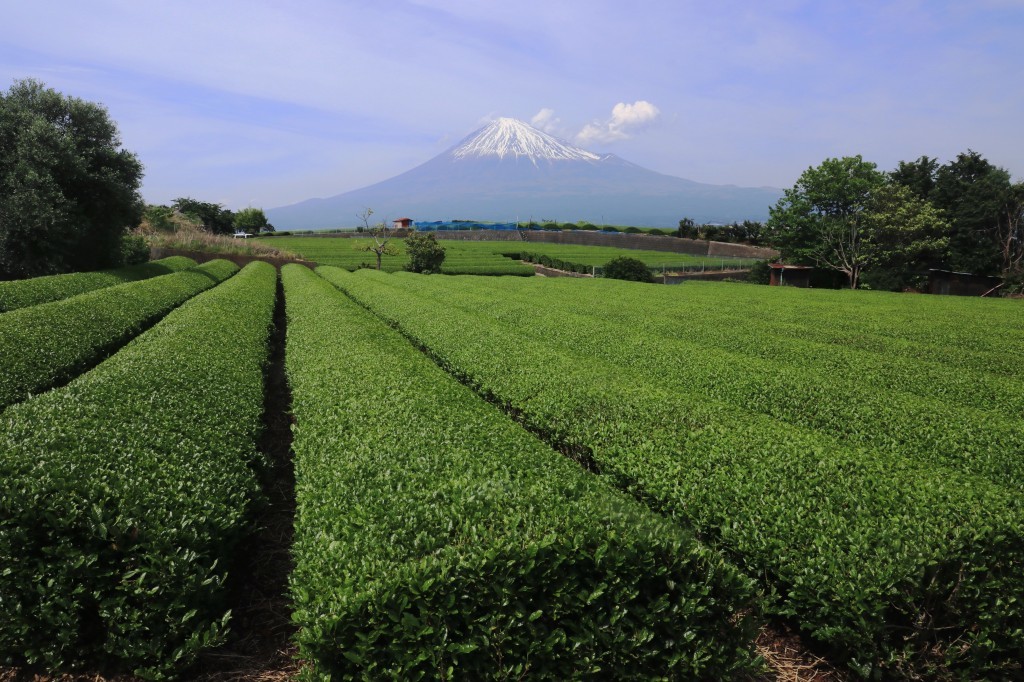 岩本山のお茶畑_a0188405_17062808.jpg