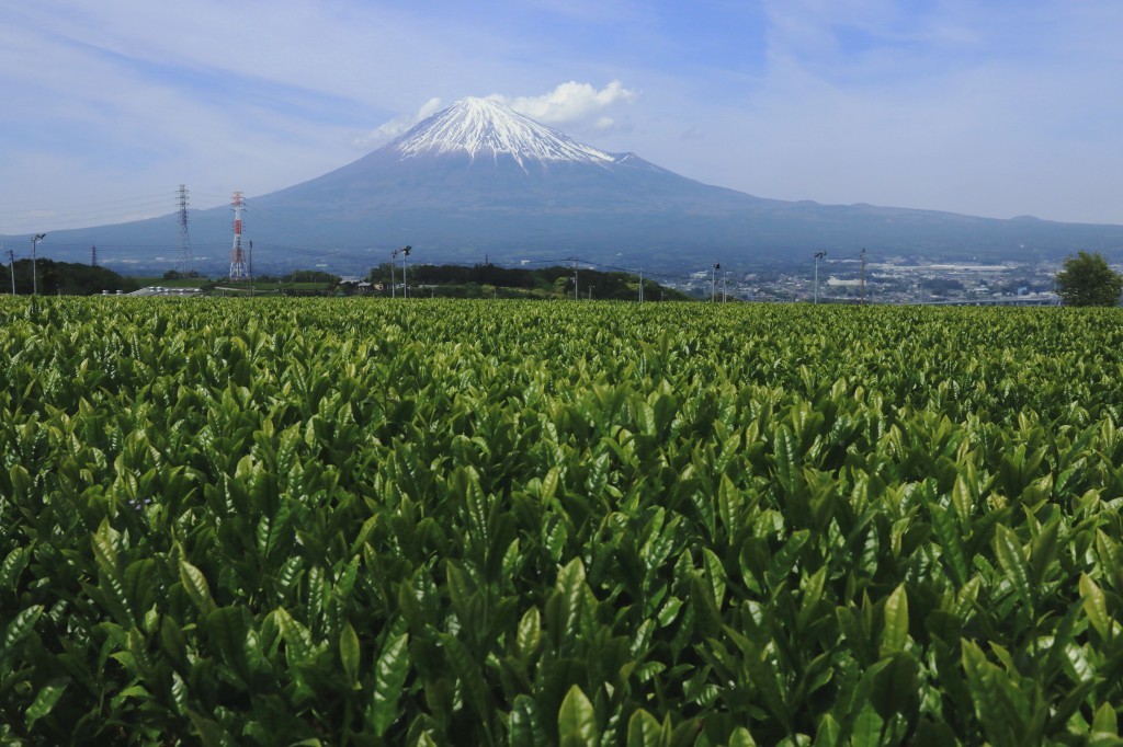 岩本山のお茶畑_a0188405_17064135.jpg