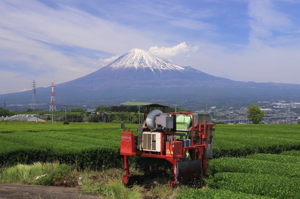 岩本山のお茶畑_a0188405_17064601.jpg