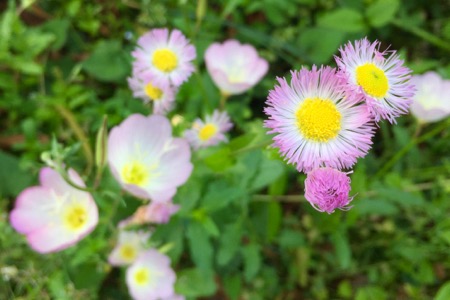 雑草なのか 園芸種なのか モモイロヒルザキツキミソウ 世話要らずの庭