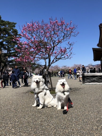 a0323521_04411953.jpeg