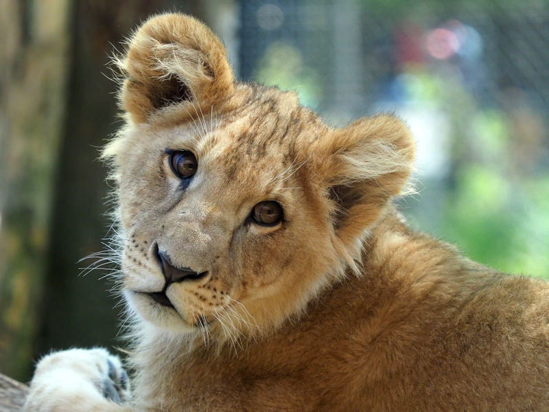ゴールデンウイークの子ライオン 動物園放浪記