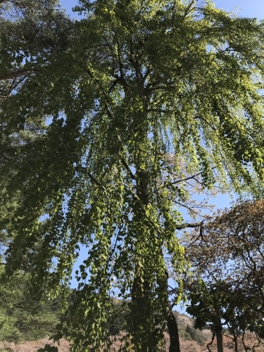 f0309325_08091284.jpeg