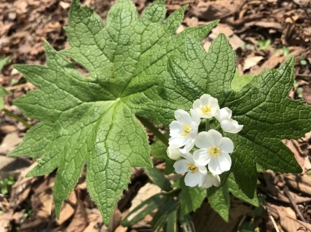 サンカヨウ咲き始めましたよ！ : 氷ノ山登山ガイド則さんの日記