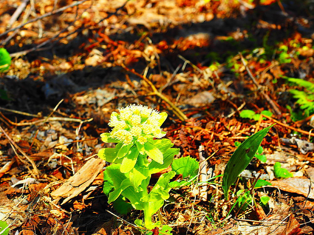 裏磐梯　５月の花々_a0287533_10185473.jpg