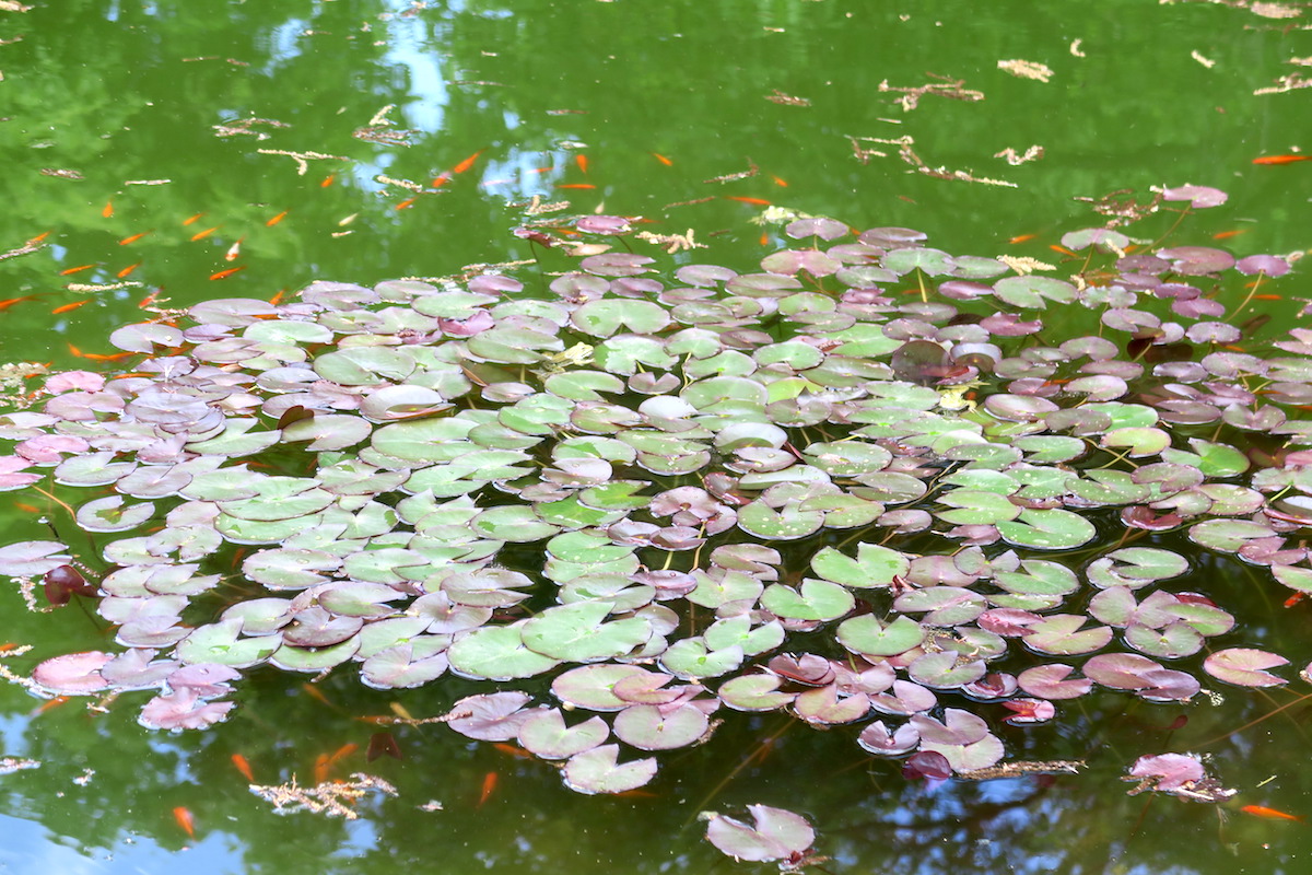 牡丹咲き蛙鳴く池ゆかしき庭園、アスコリ・ピチェーノ_f0234936_7233176.jpg