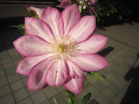 c0025140_22202377.jpg