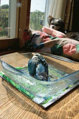 c0145250_10144155.gif