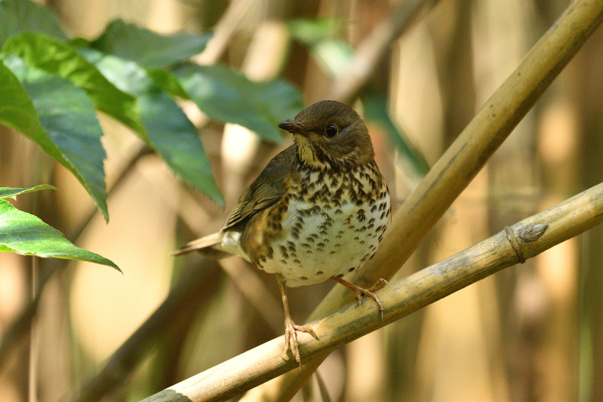 クロツグミ（Japanese Thrush）／2019.05_b0148352_01061641.jpg