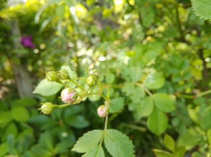 b0368362_06401788.jpg