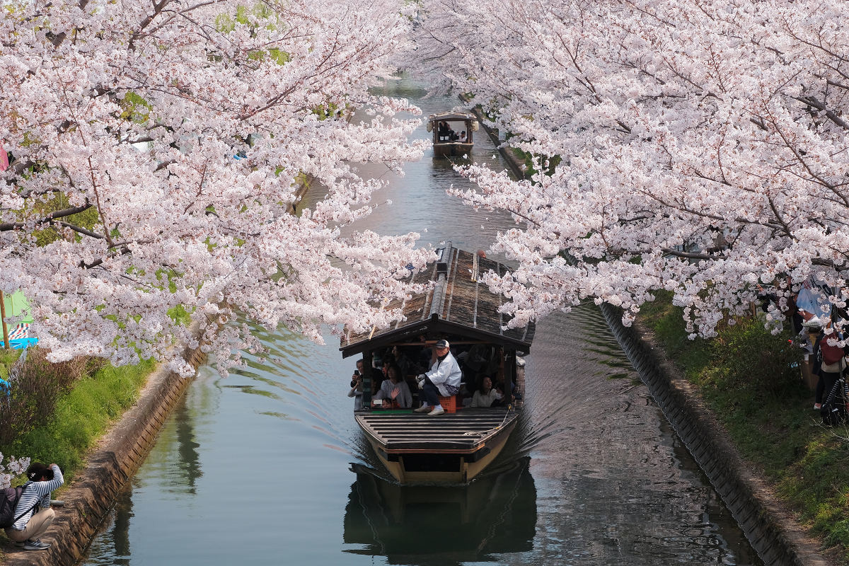 桜　2019_f0021869_22433321.jpg