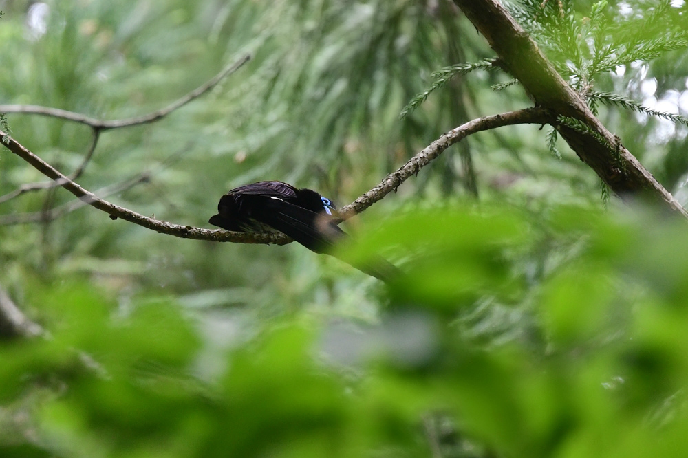サンコウチョウ 休戦中_f0053272_22232490.jpg