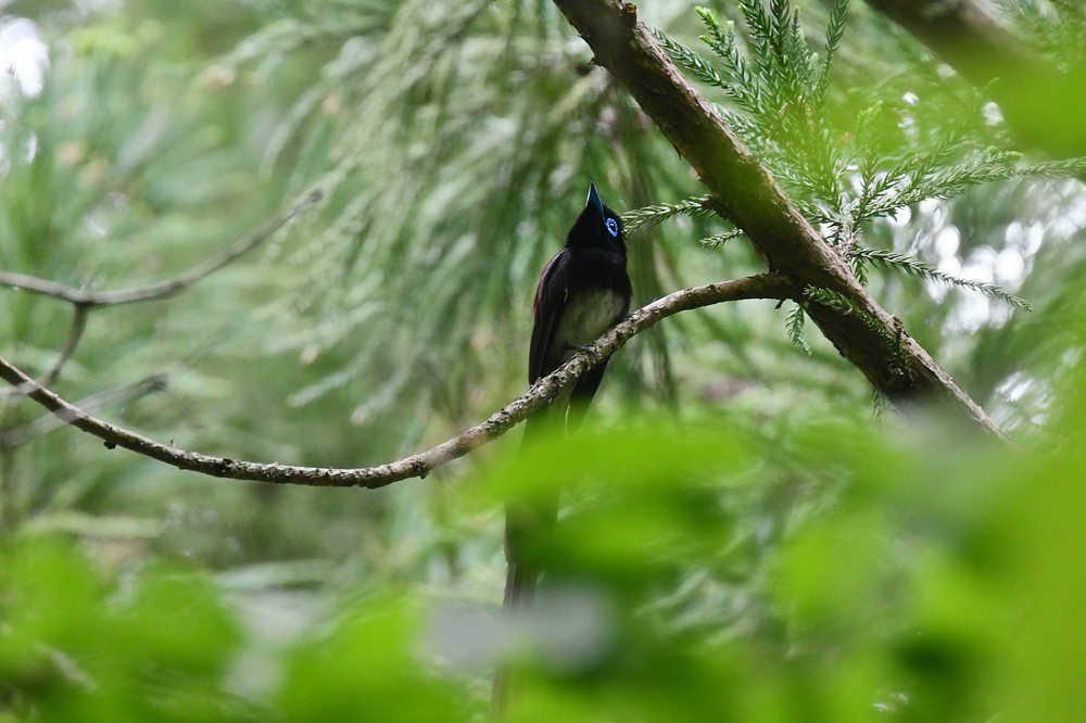 サンコウチョウ 休戦中_f0053272_22255782.jpg