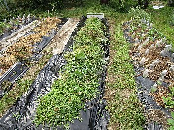 f0003283_06334724.jpg